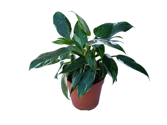 Philodendron white princess