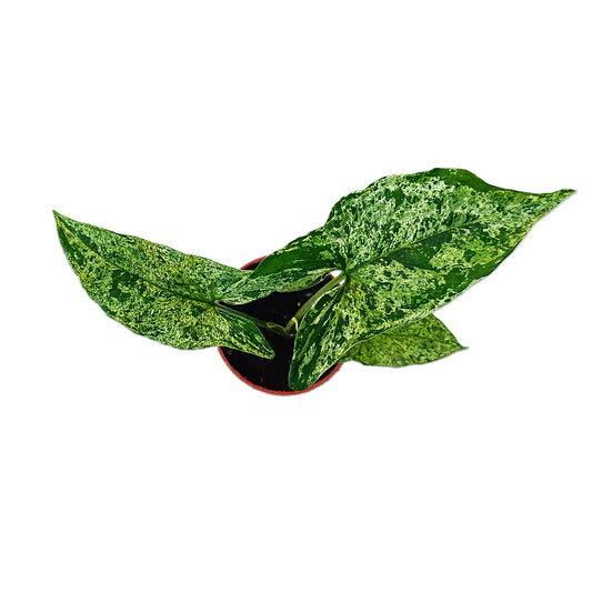 Syngonium mottled